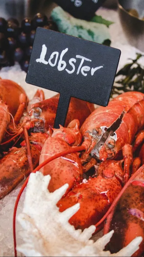 Penyelundupan Benih Bening Lobster Marak di Berbagai Daerah, Pelaku Saling Berkaitan?