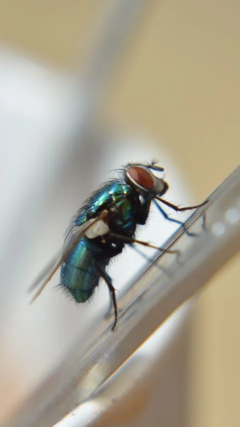 Trik Ampuh Usir Nyamuk dan Lalat, Hanya Perlu 1 Jenis Minyak