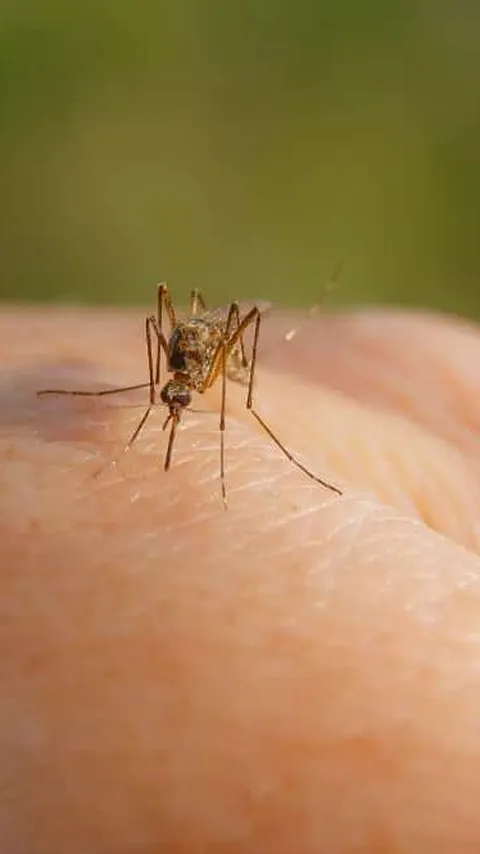 Penyebab Banyak Nyamuk di Rumah, Begini Cara Mengusirnya