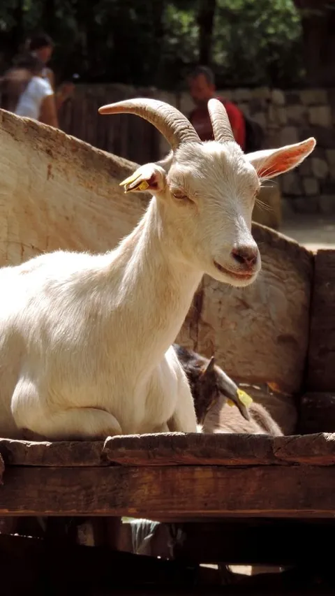 5 Syarat Kambing Kurban Idul Adha, Perhatikan Umur dan Kondisi Fisik