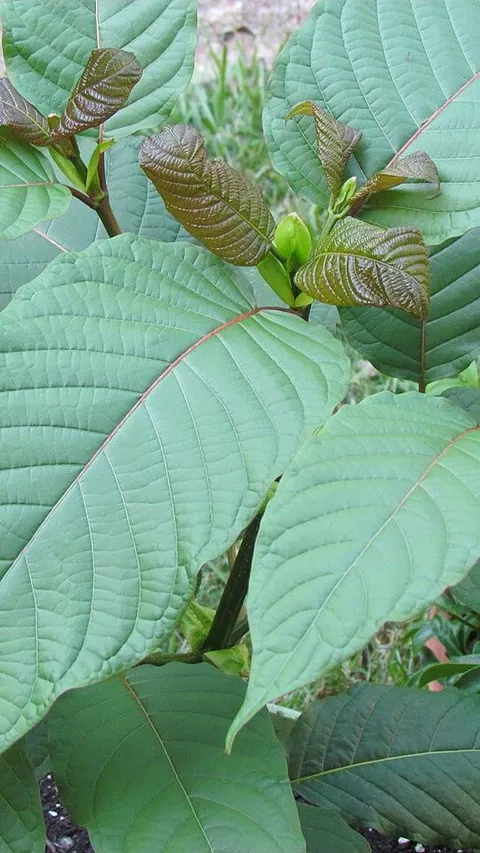 7 Manfaat Daun Kratom untuk Kesehatan, Bantu Tingkatkan Fokus dan Konsentrasi