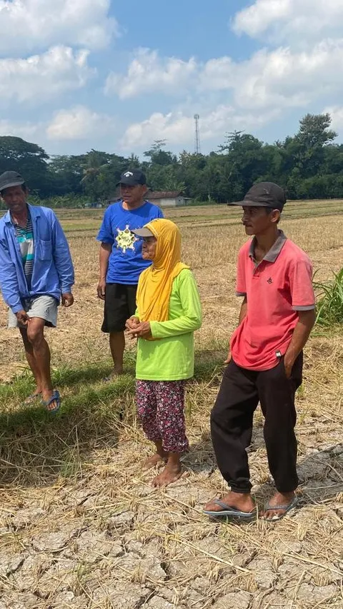 Penyebab Nilai Tukar Petani di Mei 2024 Turun