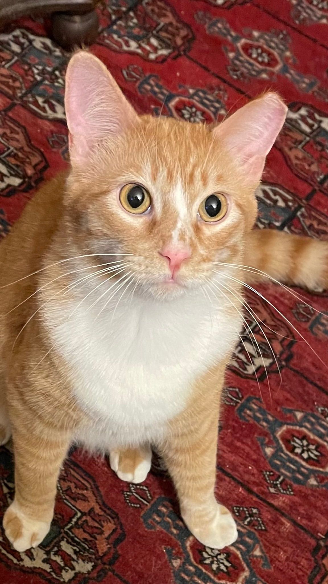 5 Exercises to Make Your Pet Cat Obedient trstdly trusted news in