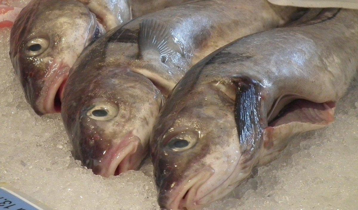 Hidangkan Ikan Busuk yang Digoreng Lagi