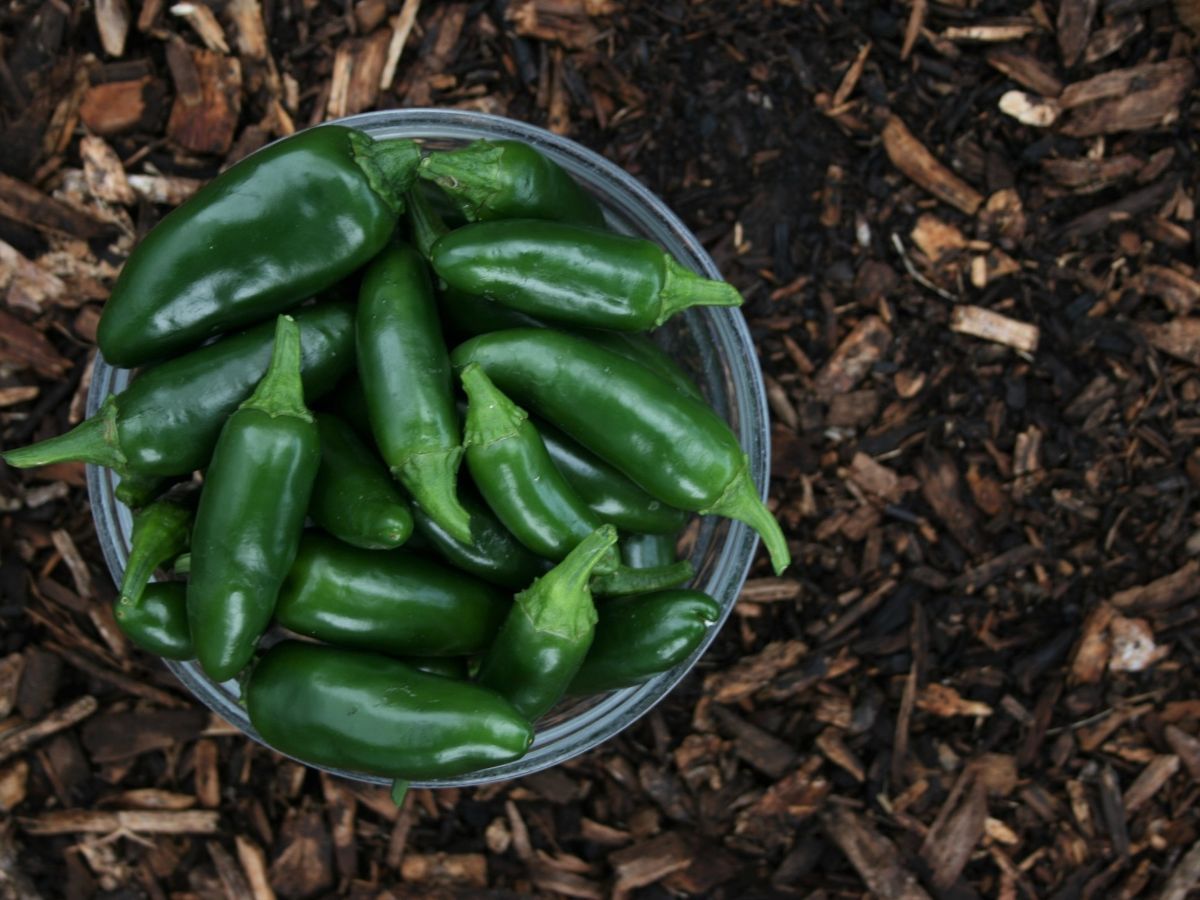 Tips on How to Make Jalapeno Poppers