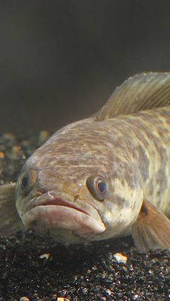 Ikan Gabus, Si Ekonomis Dengan Sejuta Manfaat, Mulai dari Penyembuhan Luka Hingga Untuk Ibu Hamil