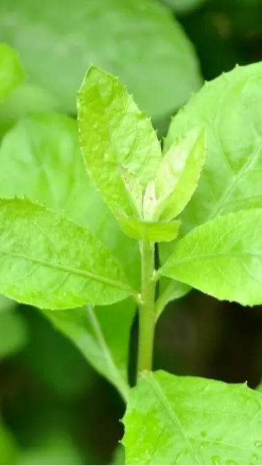 Rutin Konsumsi Daun Beluntas Bikin Miss V Bersih Dan Cegah Penuaan Dini