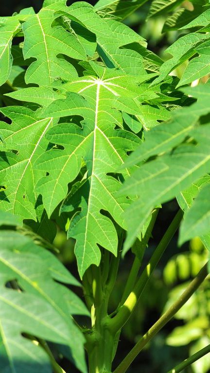 Nutrisi dan Kandungan Daun Pepaya