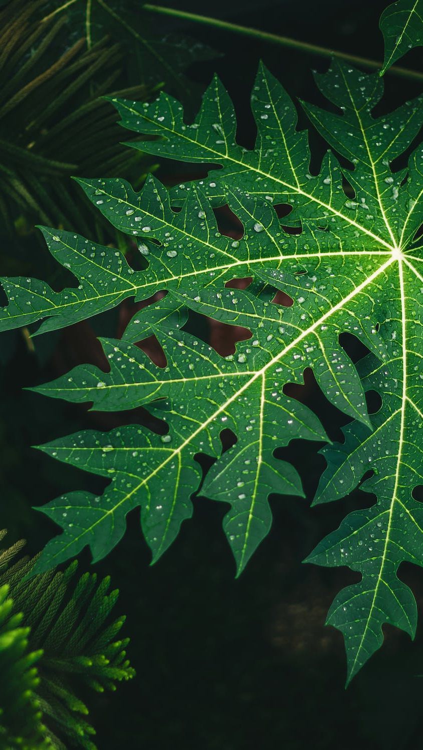 Kesehatan Sejati dari Daun Pepaya