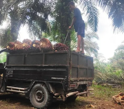 Kembangkan Minyak Goreng Merah, PTPN III Bangun Pabrik Kelapa Sawit ...