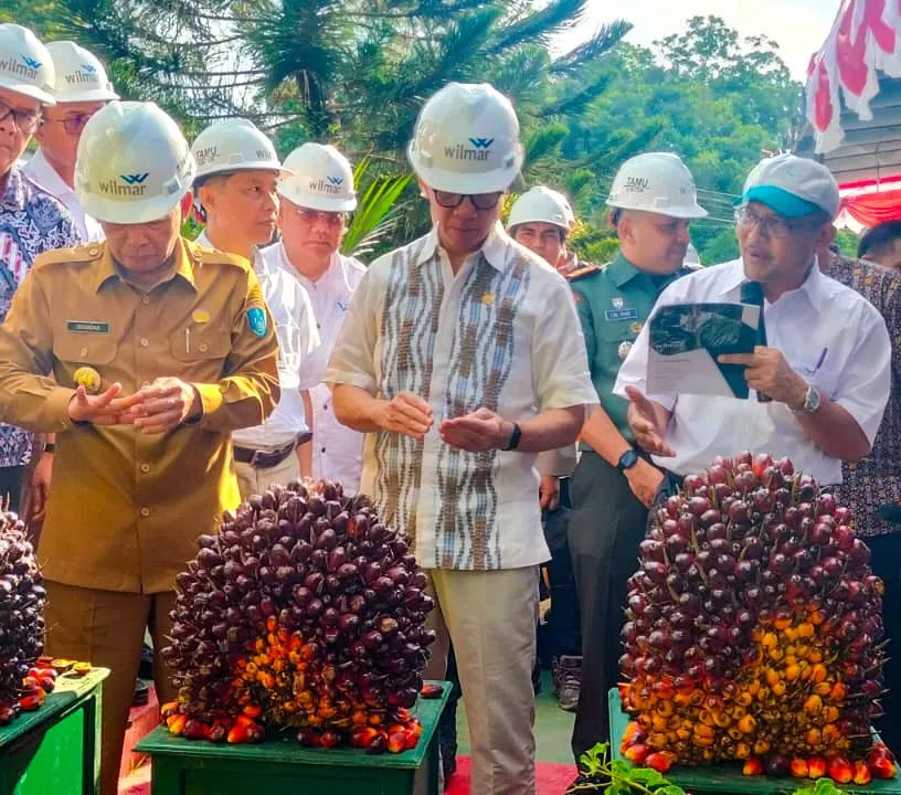 Kembangkan Minyak Goreng Merah, PTPN III Bangun Pabrik Kelapa Sawit ...