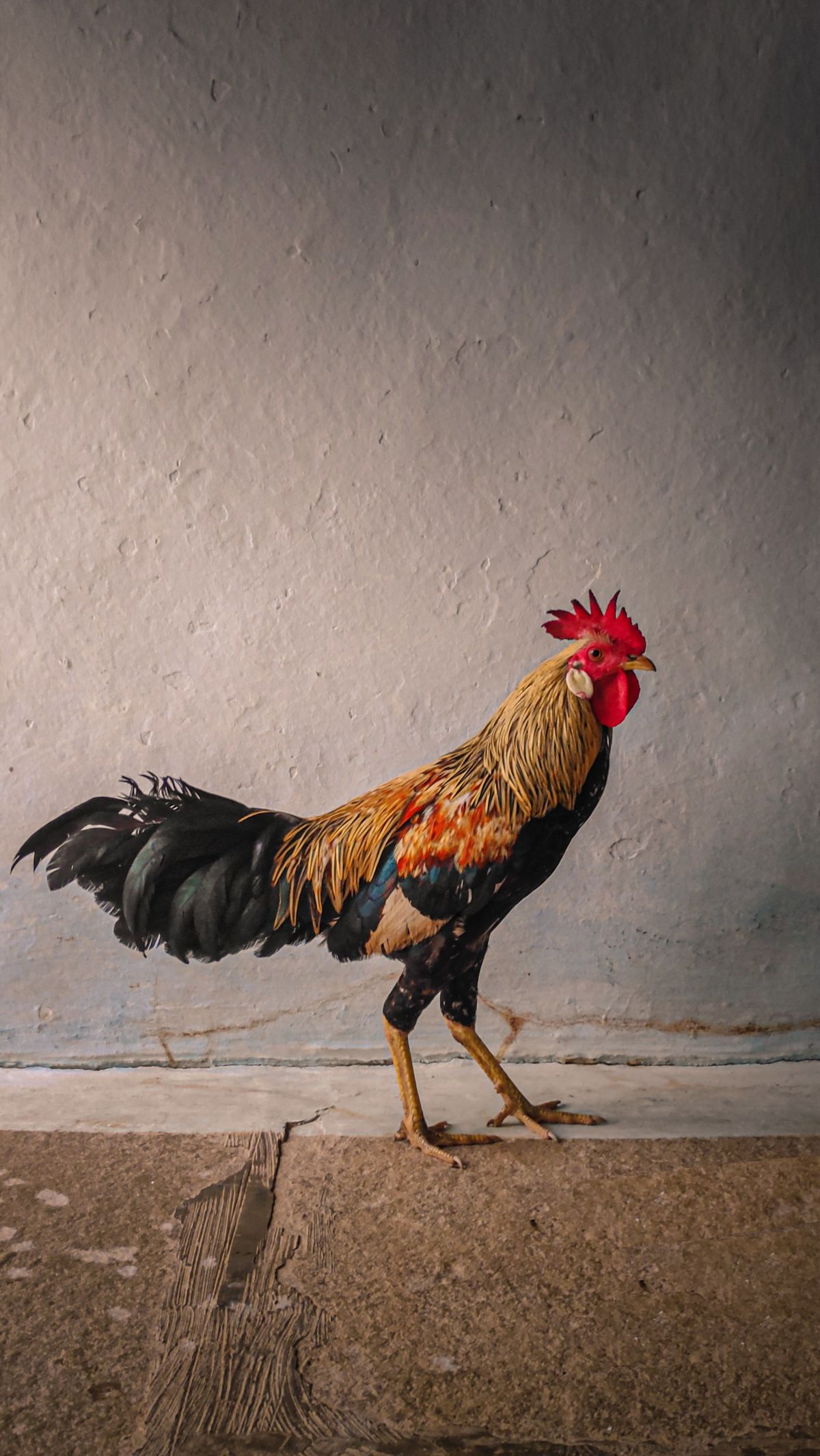<b>Jenis Ayam Aduan Terpopuler</b>
