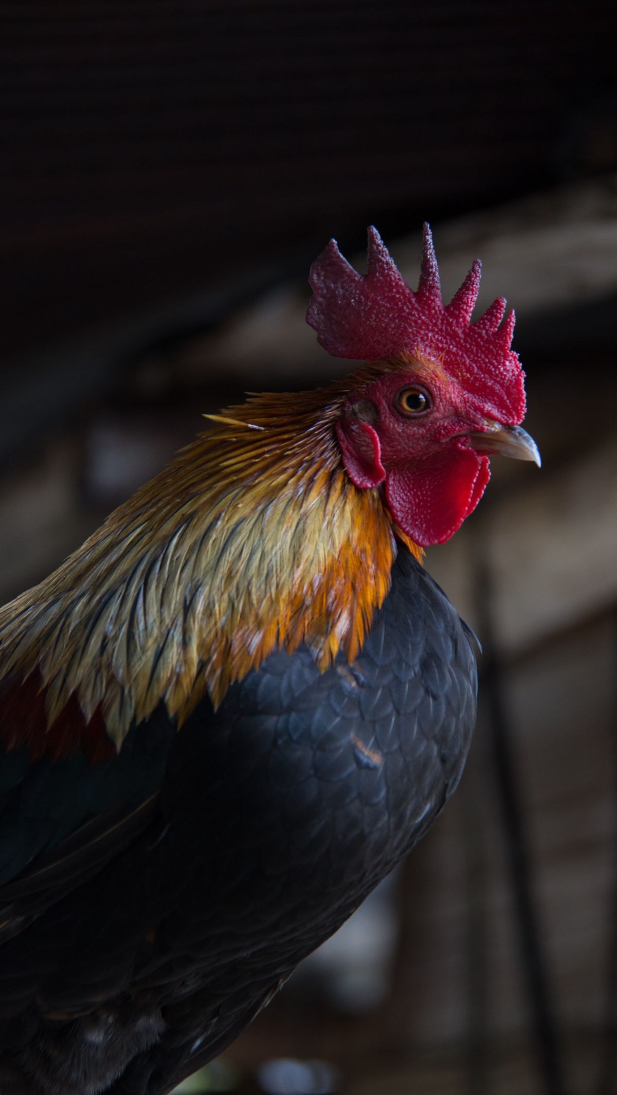 <b>Sejarah Adu Ayam</b>