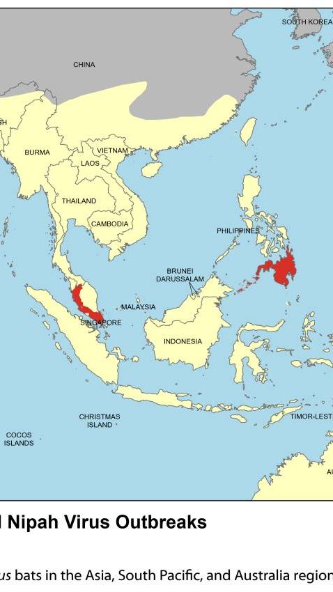 Bahaya Virus Nipah, Asal Usul dan Efek Mematikannya pada Manusia
