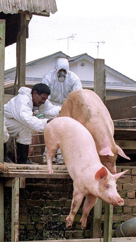 Bahaya Virus Nipah, Asal Usul dan Efek Mematikannya pada Manusia