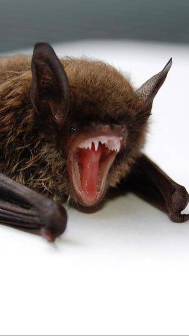 Bahaya Virus Nipah, Asal Usul dan Efek Mematikannya pada Manusia
