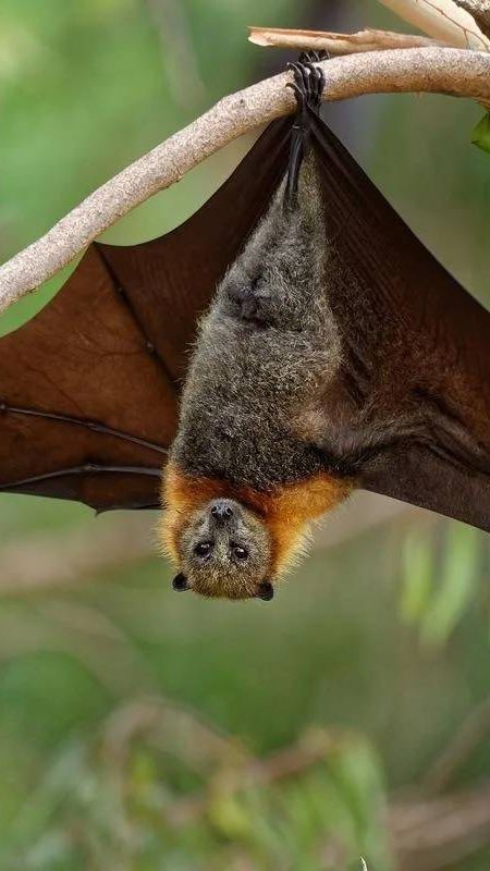 Bahaya Virus Nipah, Asal Usul dan Efek Mematikannya pada Manusia