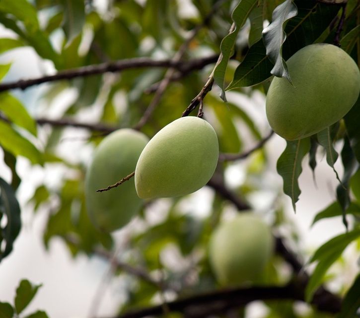 Mangga merupakan jenis buah yang banyak digemari masyarakat di Indonesia. Buah bernama latin <i>Mangifera indica</i> ini banyak tumbuh di Indonesia meski asalnya dari India.
