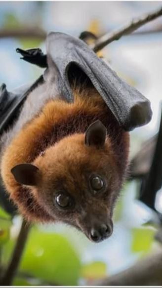 Bahaya Virus Nipah, Kisah Nyata Kerala di 2018 dalam Film “Virus”