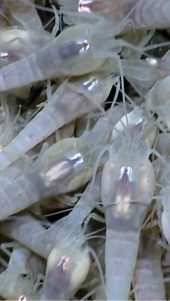 This Eyeless Shrimp Lives in an Underwater Volcano