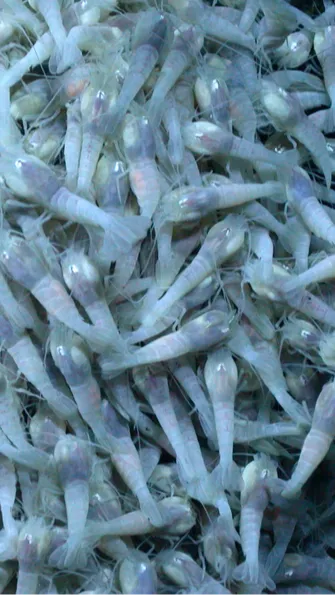 Discovered in 1977 and sparsely scattered across mid-ocean ridges, the vents resemble tall chimney-like structures that spew clouds of toxic chemicals reaching upward of 700 degrees.