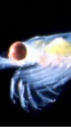 Some species don't have typical eyes but a structure that appears like large white wings on their back — later discovered to be a huge dorsal-fused eye. Other studies, though, concluded these were non-functional.