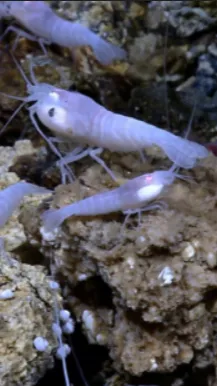 Another objective of this project is to search for new bioluminescence sources around hydrothermal vent systems, which have never been documented.