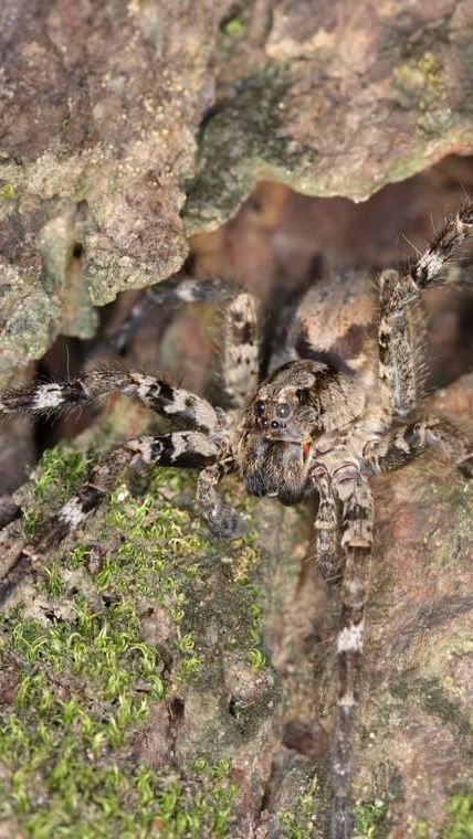 Spesies Baru Laba-laba Serigala Ditemukan di Atas Pohon