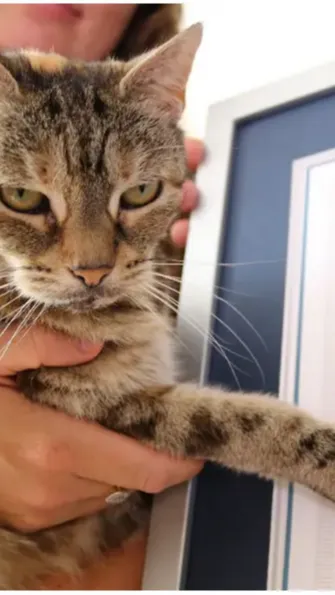This Cat Sets the Record for The Loudest Purr in the World
