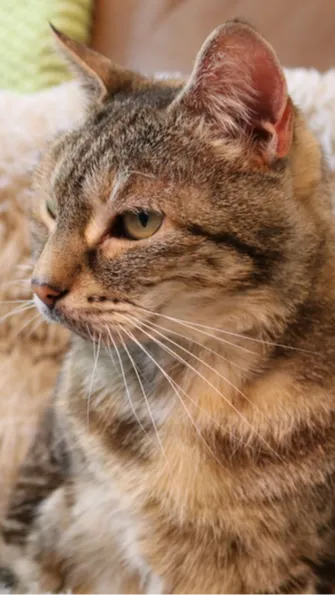 The measurement results noted that Bella's purr peaked at 54.59 decibels, exceeding the 50-decibel requirement to claim the Guinness Record.