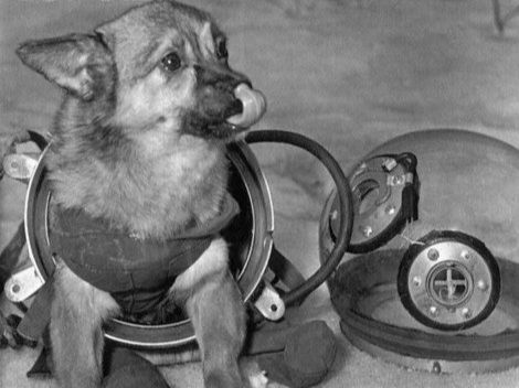 3. Laika, the First Mammal in Orbit