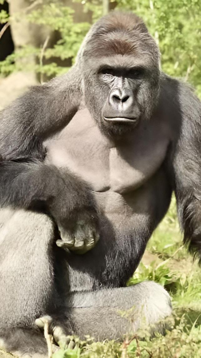 Nasib Bocah yang Jatuh di Kandang Gorila Tujuh Tahun Lalu