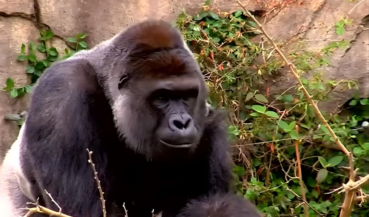 Kisah Harambe Dimuat dalam Film Dokumenter