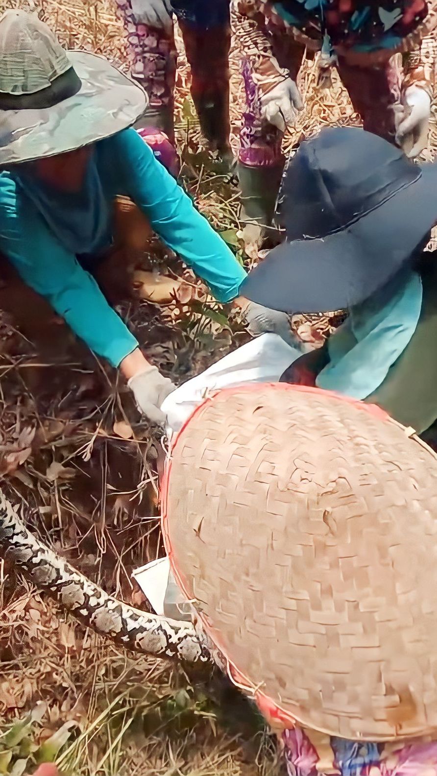 Cuma di Indonesia Ular Piton Raksasa Kehilangan 'Harga Diri', Jadi Bulan-bulanan Emak-Emak Buruh Sawit