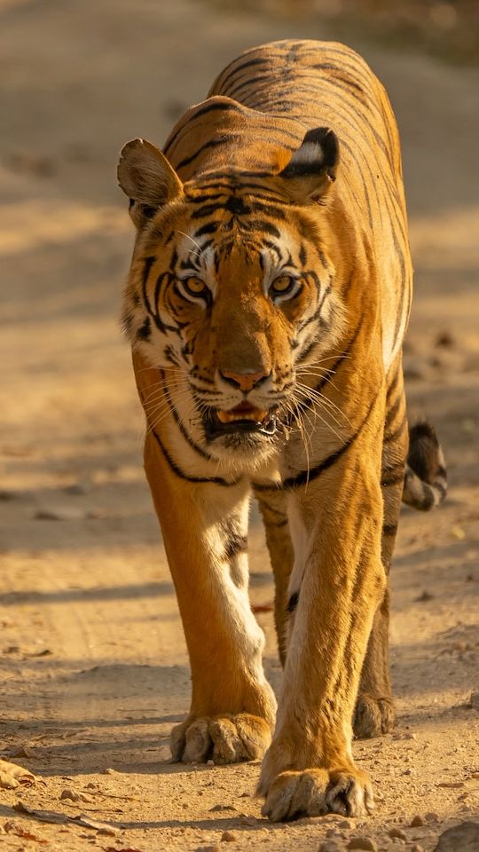 10 FACTS About TIGERS You Didn't Already Know 🐯 