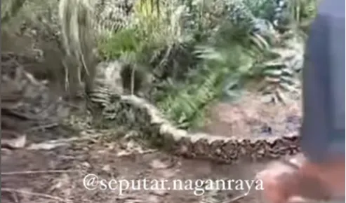 Ular Piton Raksasa di Aceh