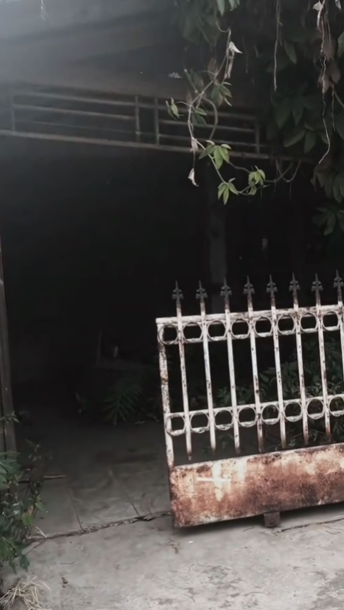 Sementara tanaman liar merambat melalui kanopi yang makin menambah suasana seram rumah Ibu Guritno ketika malam hari.