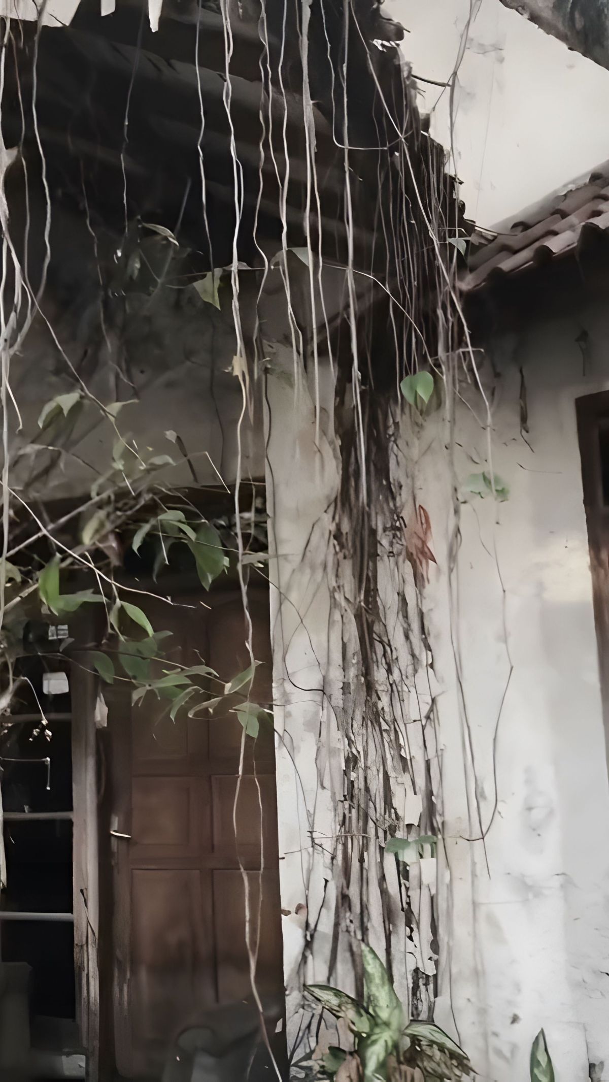 Kesempatan bertemu Ibu Guritno digunakan Wanda untuk memperlihatkan bagian pekarangan rumah.