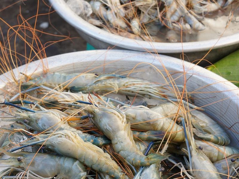 Tips Memilih Udang yang Segar