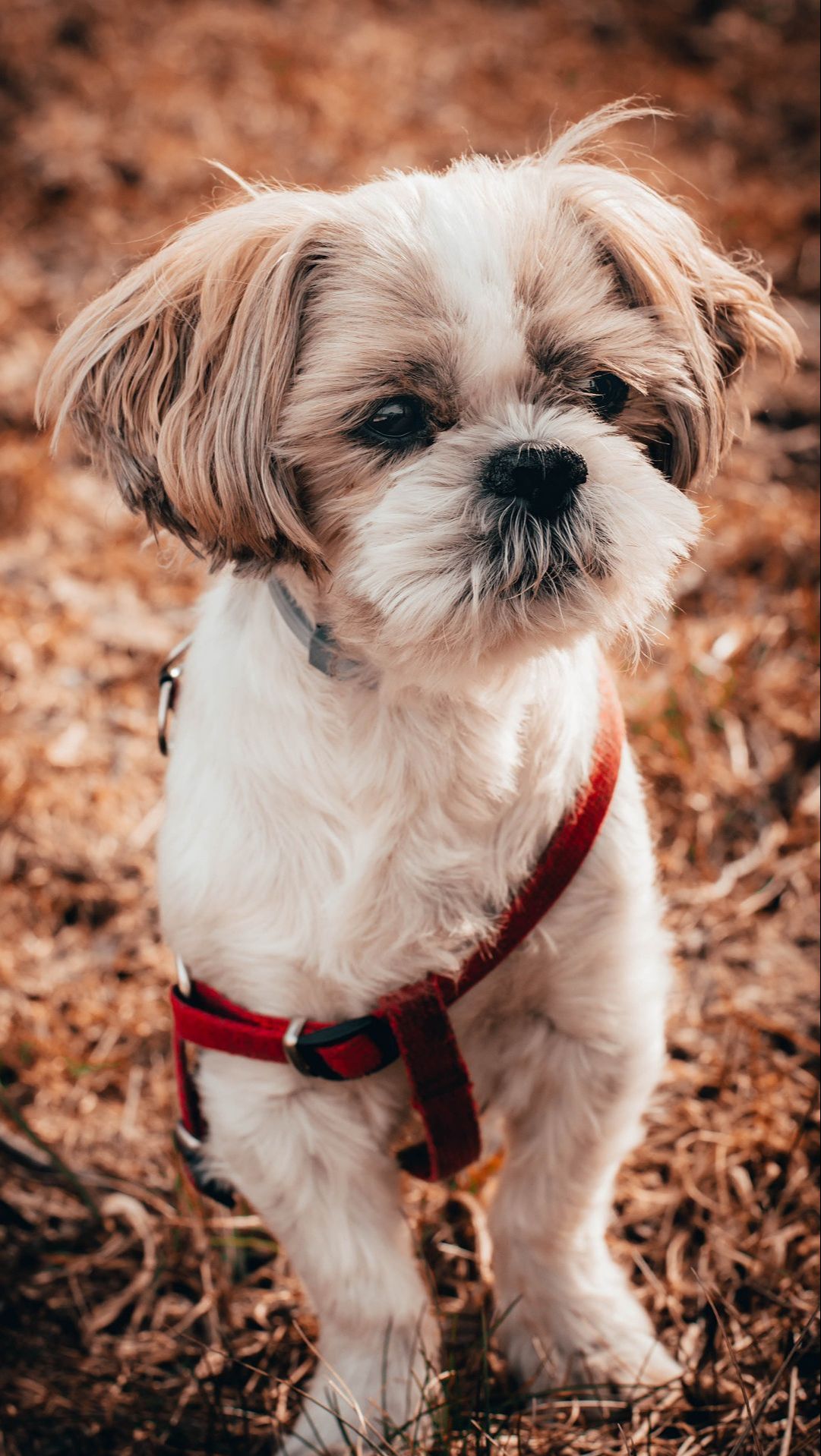 Why Shih Tzus Are The Worst Dogs? Know 7 Facts That Will Surprise You