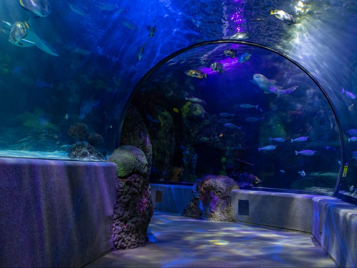 7 Things To Do in Virginia Beach Discover the Best Activities trstdly trusted news in simple