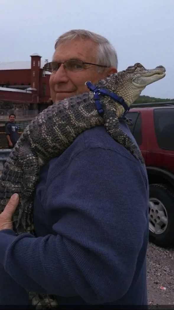 Man Refused Entry to Baseball Game After Bringing an Alligator, Said They Were Invited