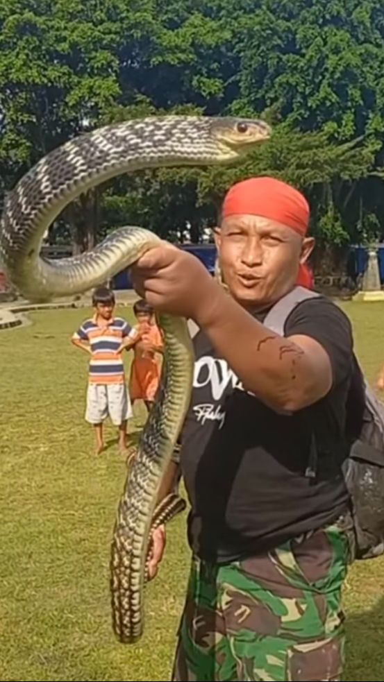 Bapak Ini Pelihara 54 Ular King Kobra Di Rumahnya, Gede-Gede dan Ngeri Banget!