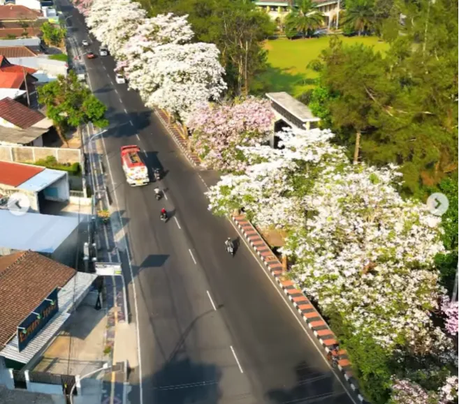 Ada Bunga 'Sakura' di Magelang, Gak Perlu ke Jepang