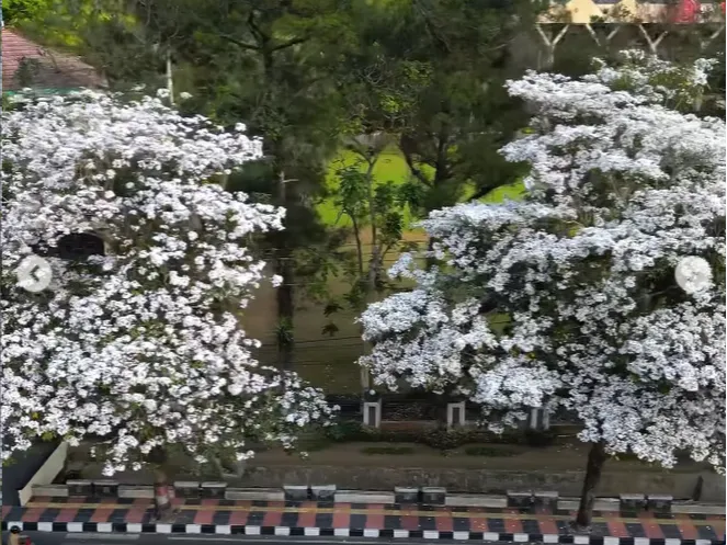 Ada Bunga 'Sakura' di Magelang, Gak Perlu ke Jepang