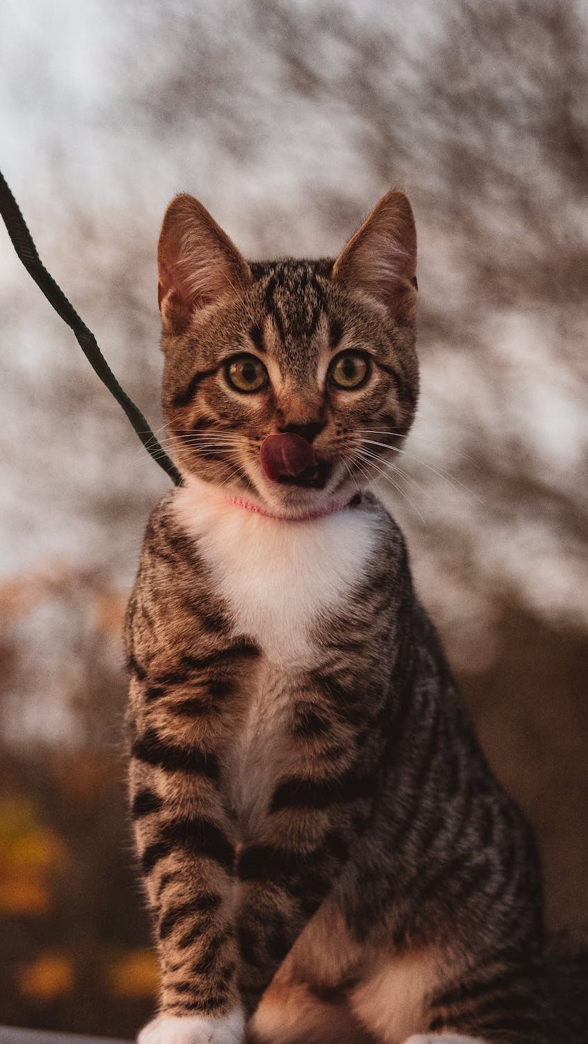 Benarkah Kucing Bisa Menemukan Jalan Pulang Setelah Menghilang Lama? Ini Faktanya