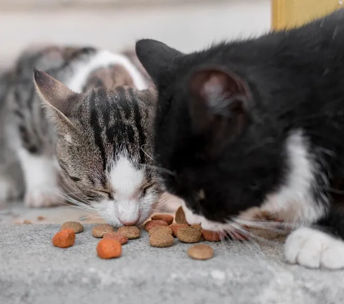 Benarkah Kucing Bisa Menemukan Jalan Pulang Setelah Menghilang Lama? Ini Faktanya