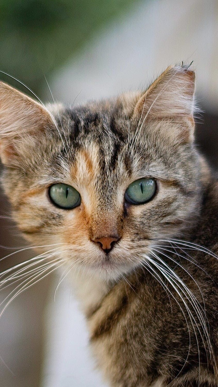 Sudah Bertahun-tahun Hilang, Masih Bisakah Kucing Pulang?