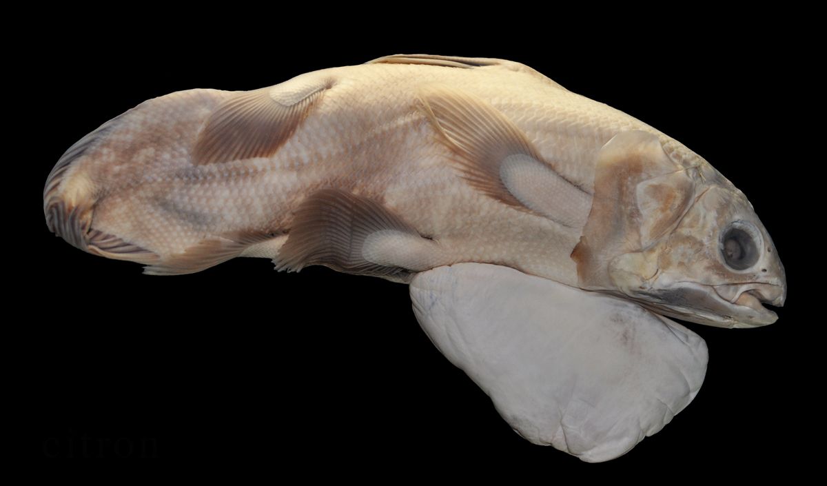 <b>Coelacanth (Latimeria chalumnae)</b>