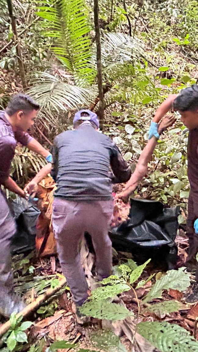 Ngeri Banget! Warga Indonesia Tewas Mengenaskan Dimakan Harimau di Kebun Karet Malaysia